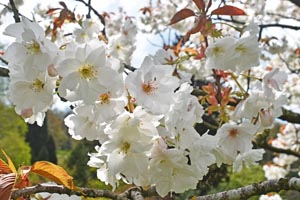 Prunus shizuka
