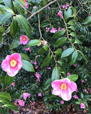 Camellia