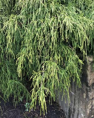 Chamaecyparis pisifera