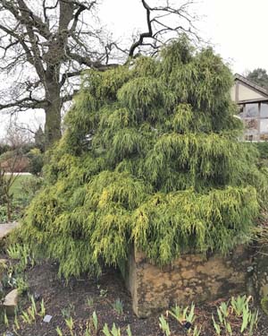 Sawara cypress
