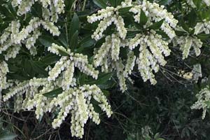 Pieris japonica