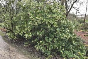 Pieris japonica
