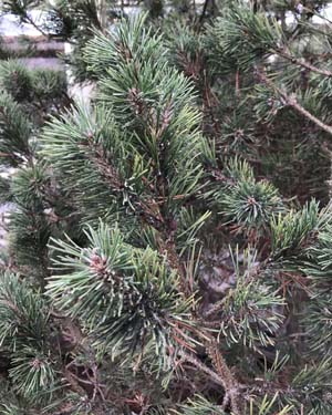 Pinus mugo
