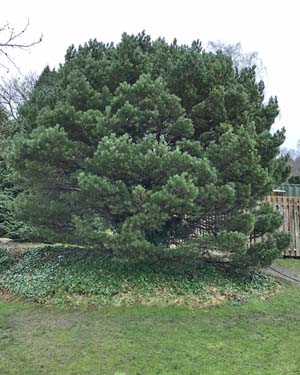 Dwarf mountain pine