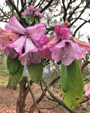 Rhododendron ririei