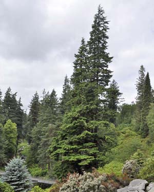 Western hemlock