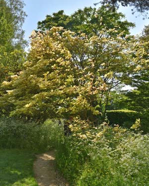 Acer Brilliantissimum