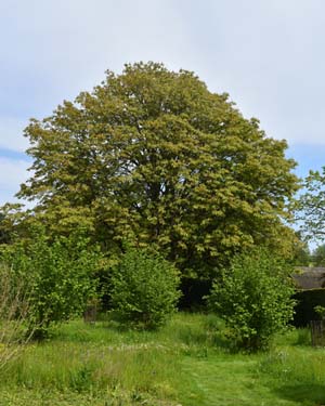 Indian horse chestnut