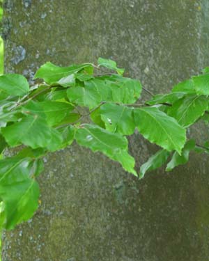 Beech leaf