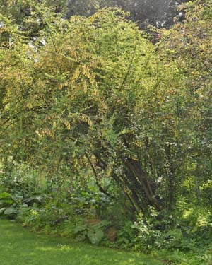 Asian barberry