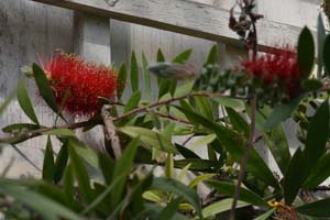 Callistemon