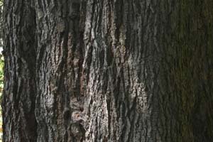 Cedar of Lebanon