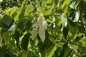 Handkerchief tree