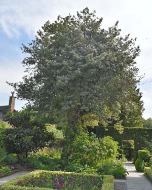 Variegated holly