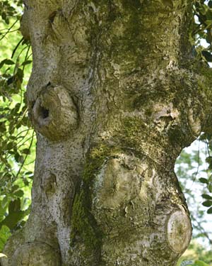 Ilex aquifolium 