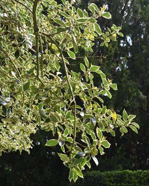 Ilex aquifolium