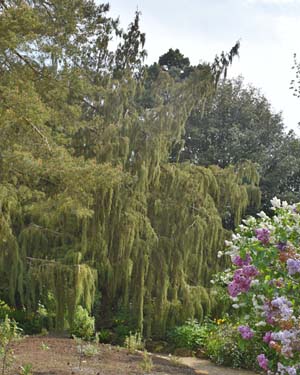 Juniper coxii