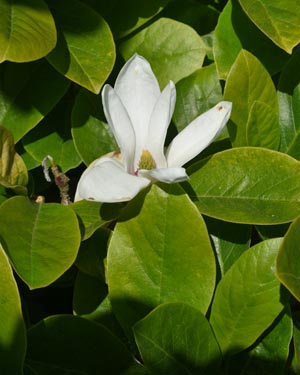 Magnolia Soulangeana Alba Superba