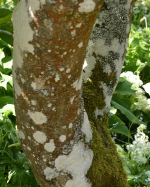 Magnolia Soulangeana Alba Superba