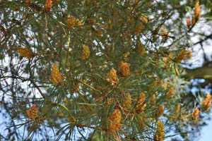 Pine