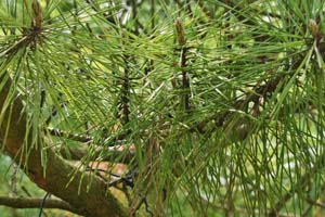 Japanese red pine