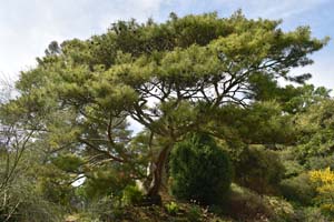 Japanese red pine