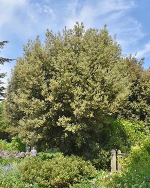 Holm oak