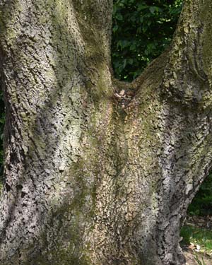 Quercus petraea