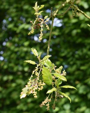 Sessile oak