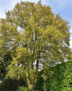 Quercus petraea