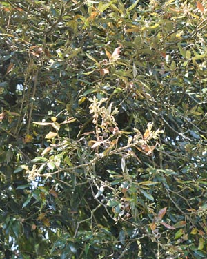 Holm oak