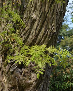 Robinia x ambigua decaisneana