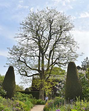 Robinia
