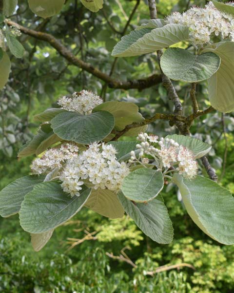 Sorbus