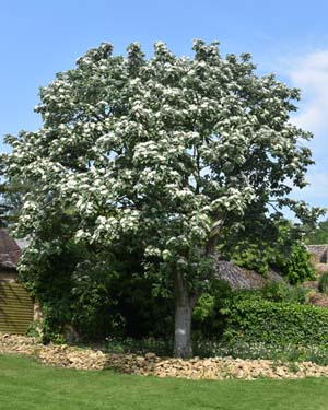 Sorbus aria