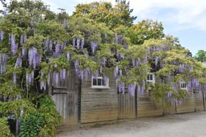 Wisteria floribunda