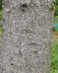 Silver fir