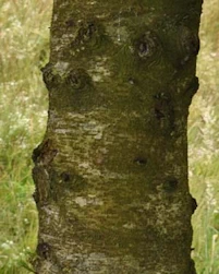 Abies Nordmannii
