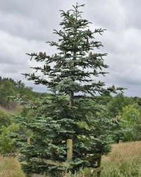 Abies procera