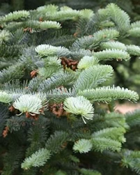 Noble fir needles