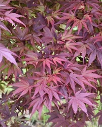 Acer palmatum Pixie