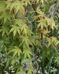Acer palmatum Sango kaku