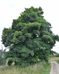 Sycamore