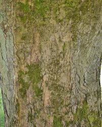 Acer pseudoplatanus