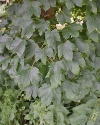 Acer pseudoplatanus