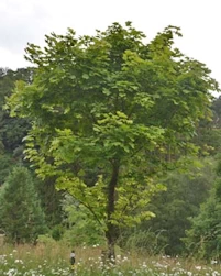 Acer saccharinum