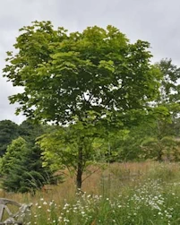 Sugar maple