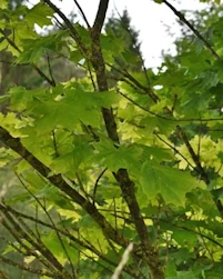 Acer saccharinum