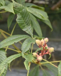 Bush's chestnut