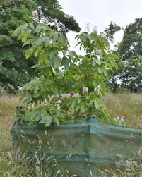 Aesculus indica Sydney Pearce